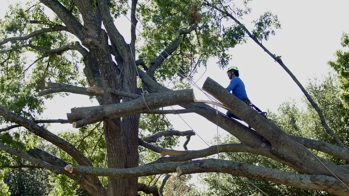 Professional Hazardous Tree Removal performed by certified arborists in Baxter