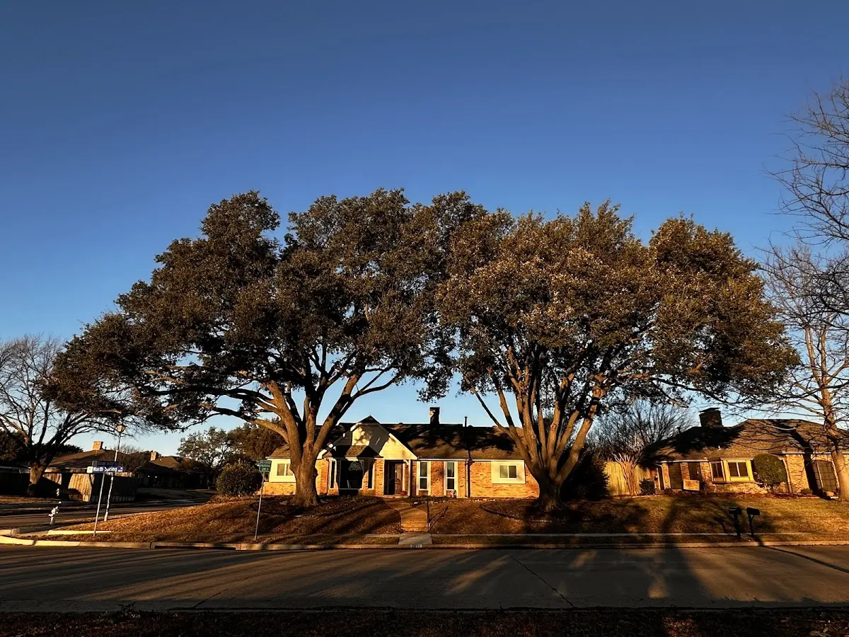 Established residential canopy tree shading a home in Baxter